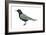 Black Tern (Chlidonias Niger Surinamensis), Birds-Encyclopaedia Britannica-Framed Art Print