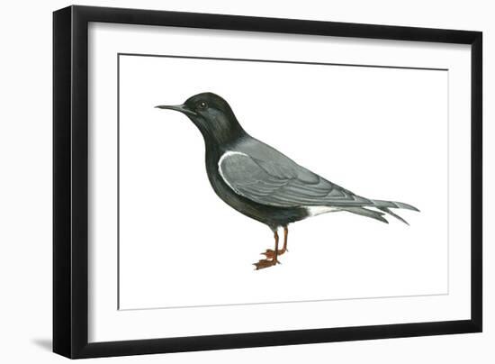 Black Tern (Chlidonias Niger Surinamensis), Birds-Encyclopaedia Britannica-Framed Art Print