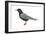 Black Tern (Chlidonias Niger Surinamensis), Birds-Encyclopaedia Britannica-Framed Art Print