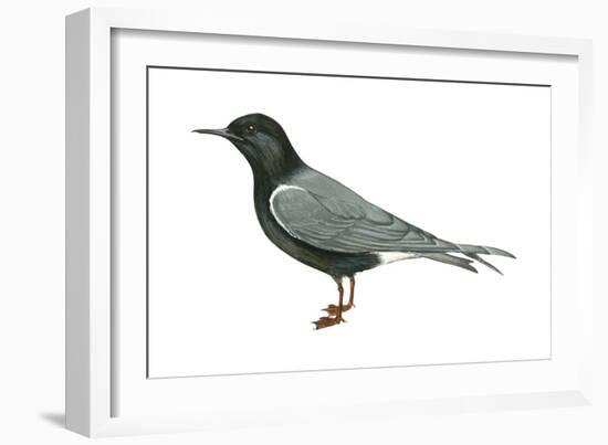 Black Tern (Chlidonias Niger Surinamensis), Birds-Encyclopaedia Britannica-Framed Art Print