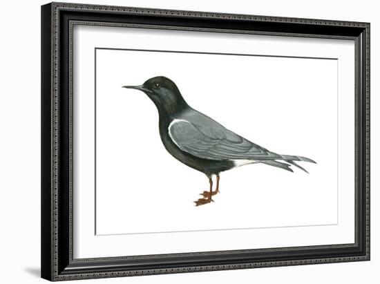 Black Tern (Chlidonias Niger Surinamensis), Birds-Encyclopaedia Britannica-Framed Art Print