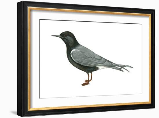 Black Tern (Chlidonias Niger Surinamensis), Birds-Encyclopaedia Britannica-Framed Art Print