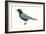 Black Tern (Chlidonias Niger Surinamensis), Birds-Encyclopaedia Britannica-Framed Art Print
