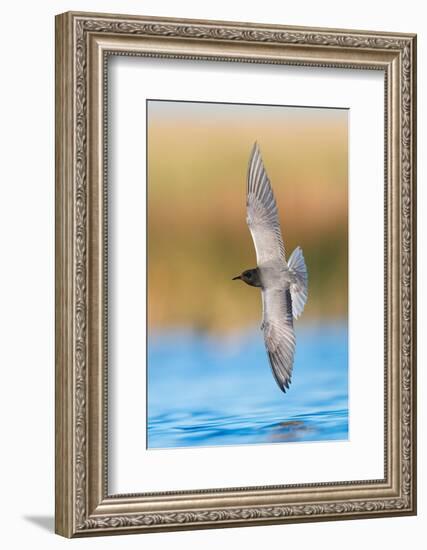 Black tern hunting over water in prairie wetland, Montana, USA-Gerrit Vyn-Framed Photographic Print