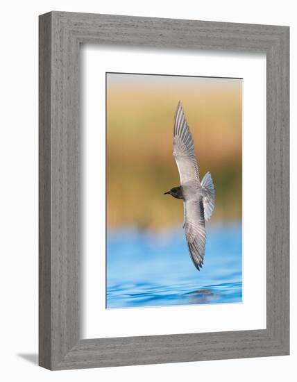 Black tern hunting over water in prairie wetland, Montana, USA-Gerrit Vyn-Framed Photographic Print