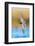 Black tern hunting over water in prairie wetland, Montana, USA-Gerrit Vyn-Framed Photographic Print