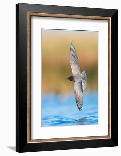 Black tern hunting over water in prairie wetland, Montana, USA-Gerrit Vyn-Framed Photographic Print