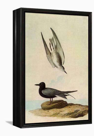 Black Tern-John James Audubon-Framed Premier Image Canvas
