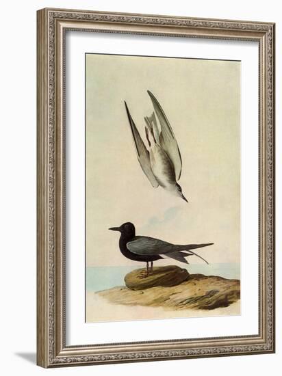 Black Tern-John James Audubon-Framed Giclee Print