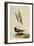 Black Tern-John James Audubon-Framed Giclee Print