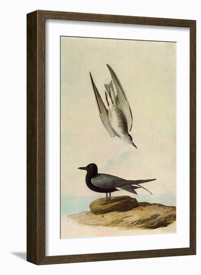 Black Tern-John James Audubon-Framed Giclee Print