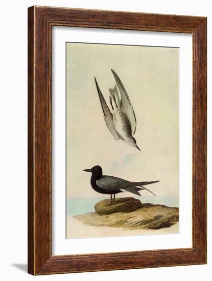 Black Tern-John James Audubon-Framed Giclee Print