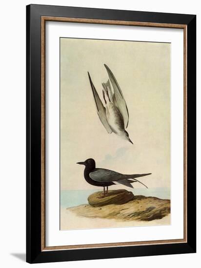 Black Tern-John James Audubon-Framed Giclee Print
