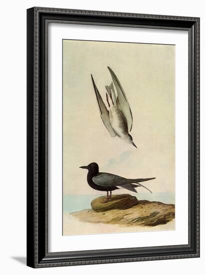 Black Tern-John James Audubon-Framed Giclee Print