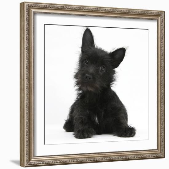 Black Terrier-Cross Puppy, Maisy, 3 Months, Lying with Head Raised-Mark Taylor-Framed Photographic Print