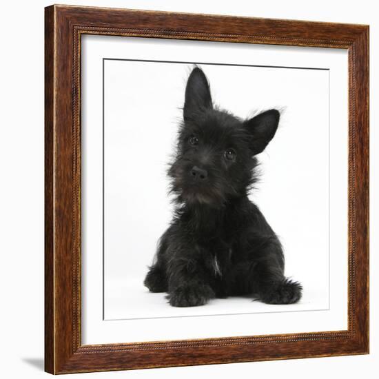 Black Terrier-Cross Puppy, Maisy, 3 Months, Lying with Head Raised-Mark Taylor-Framed Photographic Print