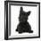 Black Terrier-Cross Puppy, Maisy, 3 Months, Lying with Head Raised-Mark Taylor-Framed Photographic Print