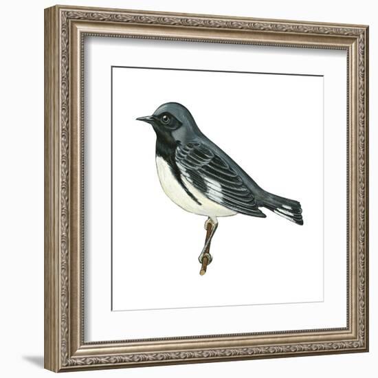 Black-Throated Blue Warbler (Dendroica Caerulescens), Birds-Encyclopaedia Britannica-Framed Art Print