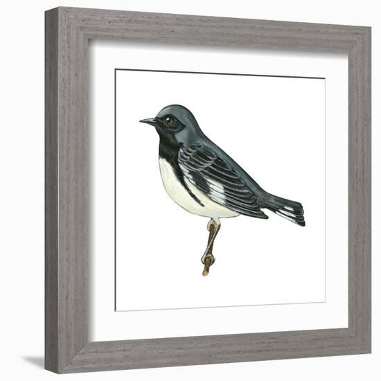 Black-Throated Blue Warbler (Dendroica Caerulescens), Birds-Encyclopaedia Britannica-Framed Art Print