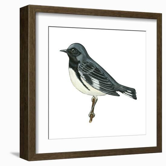 Black-Throated Blue Warbler (Dendroica Caerulescens), Birds-Encyclopaedia Britannica-Framed Art Print