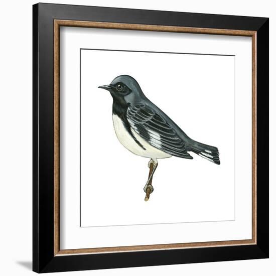 Black-Throated Blue Warbler (Dendroica Caerulescens), Birds-Encyclopaedia Britannica-Framed Art Print