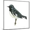 Black-Throated Blue Warbler (Dendroica Caerulescens), Birds-Encyclopaedia Britannica-Mounted Art Print