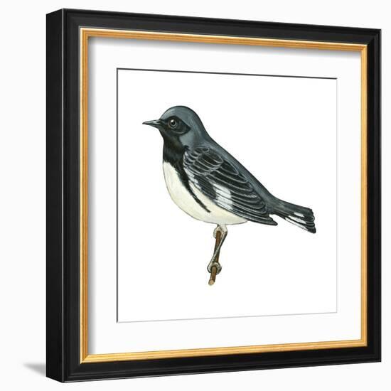 Black-Throated Blue Warbler (Dendroica Caerulescens), Birds-Encyclopaedia Britannica-Framed Art Print