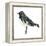 Black-Throated Blue Warbler (Dendroica Caerulescens), Birds-Encyclopaedia Britannica-Framed Stretched Canvas