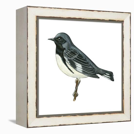 Black-Throated Blue Warbler (Dendroica Caerulescens), Birds-Encyclopaedia Britannica-Framed Stretched Canvas