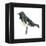 Black-Throated Blue Warbler (Dendroica Caerulescens), Birds-Encyclopaedia Britannica-Framed Stretched Canvas