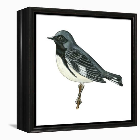 Black-Throated Blue Warbler (Dendroica Caerulescens), Birds-Encyclopaedia Britannica-Framed Stretched Canvas