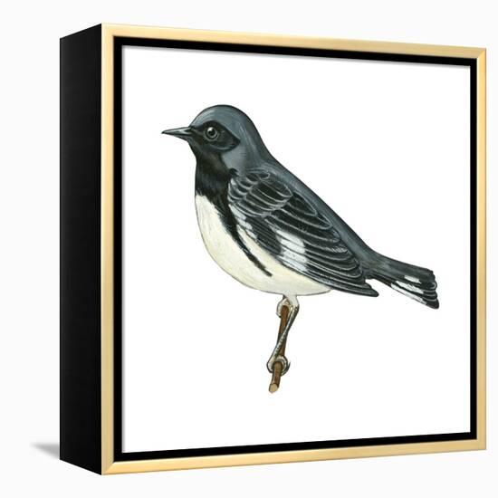 Black-Throated Blue Warbler (Dendroica Caerulescens), Birds-Encyclopaedia Britannica-Framed Stretched Canvas