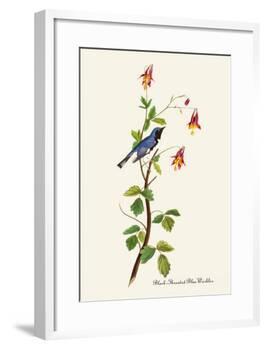 Black-Throated Blue Warbler-John James Audubon-Framed Art Print