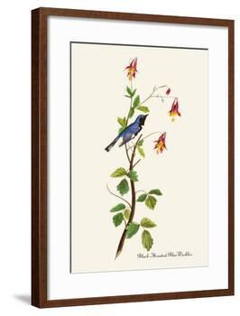 Black-Throated Blue Warbler-John James Audubon-Framed Art Print