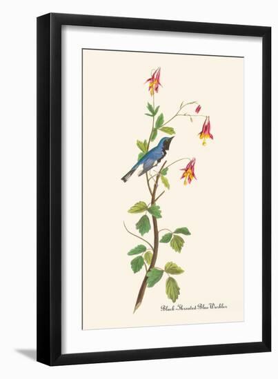 Black-Throated Blue Warbler-John James Audubon-Framed Art Print