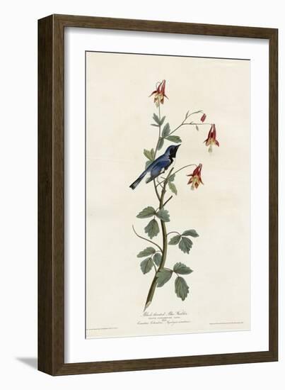 Black Throated Blue Warbler-null-Framed Giclee Print