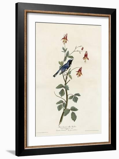 Black Throated Blue Warbler-null-Framed Giclee Print