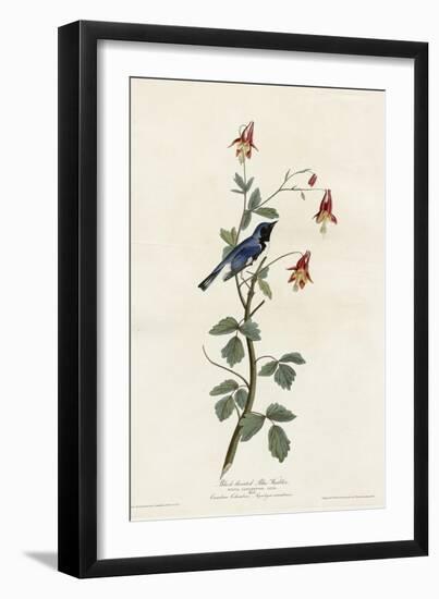 Black Throated Blue Warbler-null-Framed Giclee Print