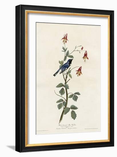 Black Throated Blue Warbler-null-Framed Giclee Print