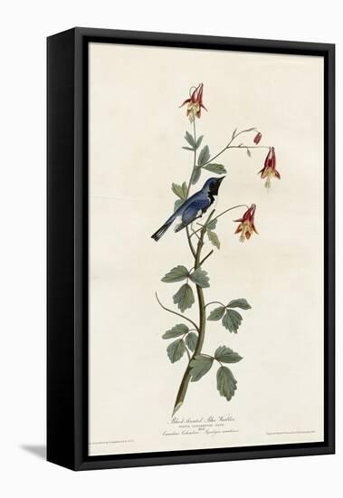 Black Throated Blue Warbler-null-Framed Premier Image Canvas
