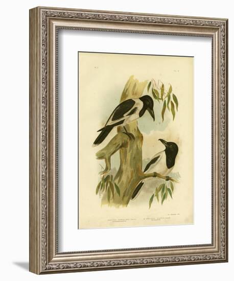 Black-Throated Crow-Shrike, 1891-Gracius Broinowski-Framed Giclee Print