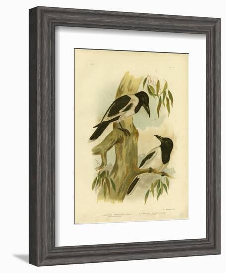 Black-Throated Crow-Shrike, 1891-Gracius Broinowski-Framed Giclee Print