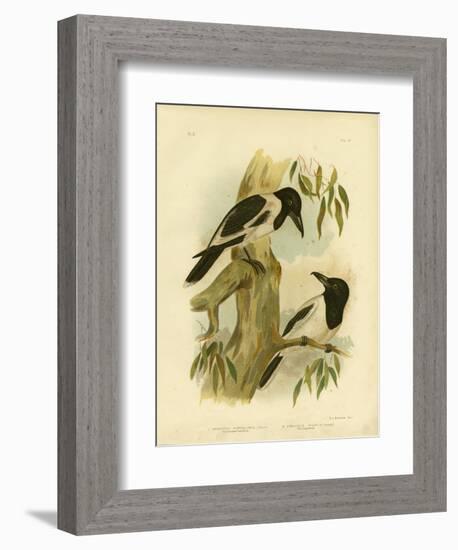 Black-Throated Crow-Shrike, 1891-Gracius Broinowski-Framed Giclee Print