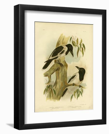 Black-Throated Crow-Shrike, 1891-Gracius Broinowski-Framed Giclee Print