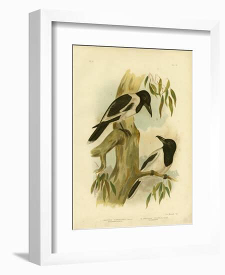 Black-Throated Crow-Shrike, 1891-Gracius Broinowski-Framed Giclee Print