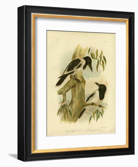 Black-Throated Crow-Shrike, 1891-Gracius Broinowski-Framed Giclee Print