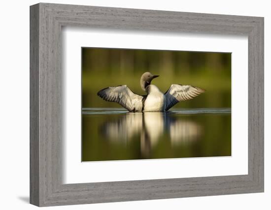 Black-Throated Diver (Gavia Arctica) Displaying, Finland, June-Danny Green-Framed Photographic Print