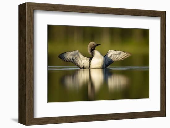 Black-Throated Diver (Gavia Arctica) Displaying, Finland, June-Danny Green-Framed Photographic Print