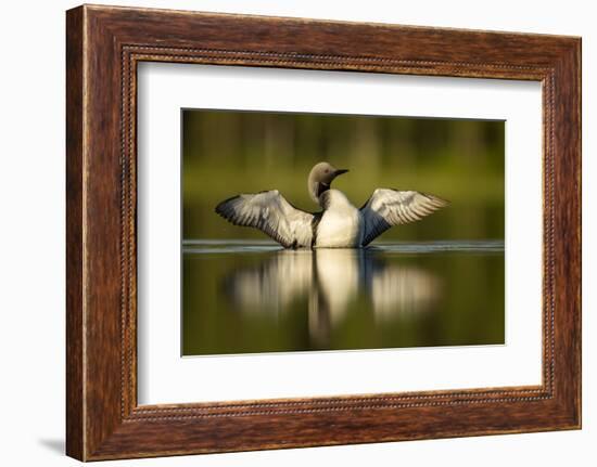 Black-Throated Diver (Gavia Arctica) Displaying, Finland, June-Danny Green-Framed Photographic Print