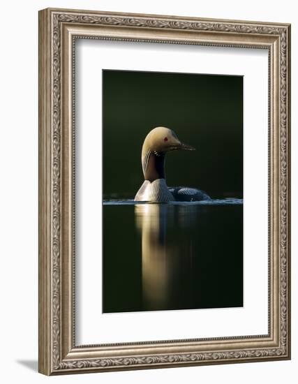 Black-Throated Diver (Gavia Arctica), Finland, June-Danny Green-Framed Photographic Print